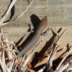 Lampropholis delicata at Melba, ACT - 28 May 2016