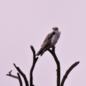 Elanus axillaris at Lake Curalo - 7 Aug 2016