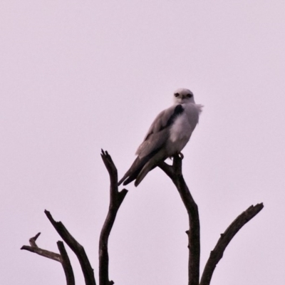 Elanus axillaris (Black-shouldered Kite) at Lake Curalo - 7 Aug 2016 by Nullica