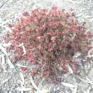 Oxalis sp. at Queanbeyan West, NSW - 15 Aug 2016