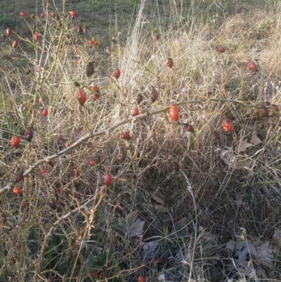 Rosa rubiginosa (Sweet Briar, Eglantine) at Queanbeyan West, NSW - 13 Jan 2016 by Speedsta