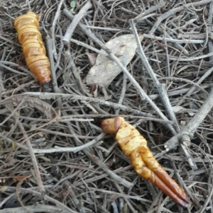 Hepialidae (family) at Queanbeyan West, NSW - 15 Aug 2016