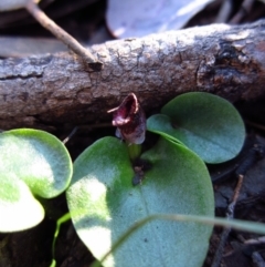 Corysanthes incurva (Slaty Helmet Orchid) by CathB