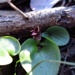 Corysanthes incurva (Slaty Helmet Orchid) at Aranda Bushland - 13 Aug 2016 by CathB