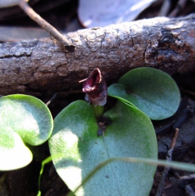 Corysanthes incurva (Slaty Helmet Orchid) at Aranda Bushland - 13 Aug 2016 by CathB