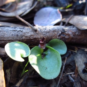 Corysanthes incurva at suppressed - 14 Aug 2016