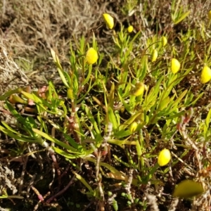 Cotula coronopifolia at Pambula, NSW - 15 Aug 2016