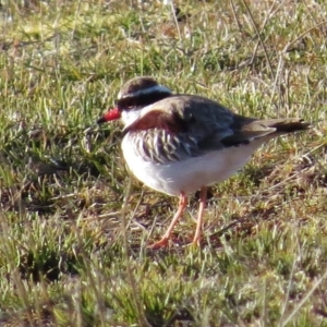 Charadrius melanops at Paddys River, ACT - 15 Aug 2016