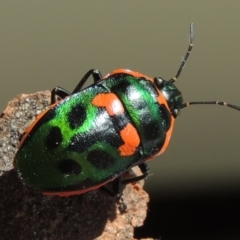 Scutiphora pedicellata (Metallic Jewel Bug) at Conder, ACT - 6 Jan 2016 by michaelb