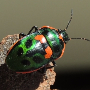 Scutiphora pedicellata at Conder, ACT - 7 Jan 2016 10:40 AM