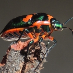 Scutiphora pedicellata at Conder, ACT - 7 Jan 2016 10:40 AM