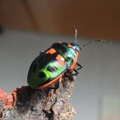 Scutiphora pedicellata at Conder, ACT - 7 Jan 2016 10:40 AM