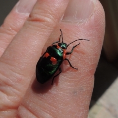 Scutiphora pedicellata at Conder, ACT - 7 Jan 2016