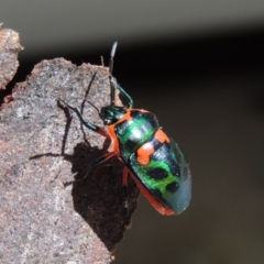 Scutiphora pedicellata at Conder, ACT - 7 Jan 2016 10:40 AM