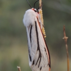 Paramsacta marginata (Donovan's Tiger Moth) at Greenway, ACT - 16 Jan 2016 by MichaelBedingfield