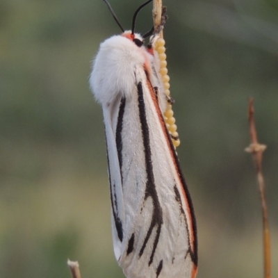 Paramsacta marginata (Donovan's Tiger Moth) at Greenway, ACT - 16 Jan 2016 by MichaelBedingfield