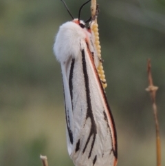 Aloa marginata (Donovan's Tiger Moth) at Greenway, ACT - 16 Jan 2016 by michaelb