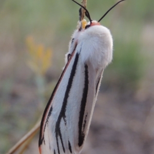 Aloa marginata at Greenway, ACT - 16 Jan 2016 07:55 PM