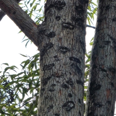 Petaurus australis australis (Yellow-bellied Glider) at Tura Beach, NSW - 14 Aug 2016 by ChrisDavey