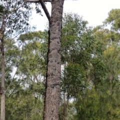 Petaurus australis australis at Tura Beach, NSW - suppressed
