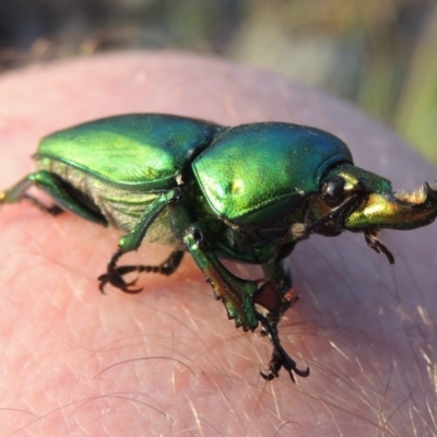 Lamprima aurata (Golden stag beetle) at Bullen Range - 19 Feb 2015 by michaelb