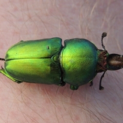 Lamprima aurata at Greenway, ACT - 19 Feb 2015