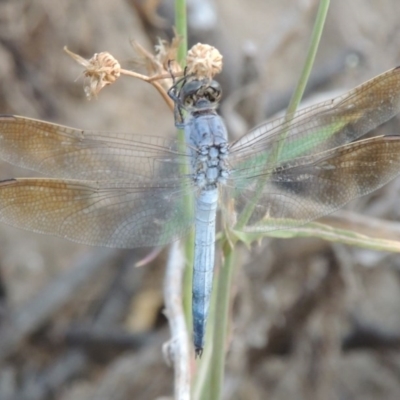 Orthetrum caledonicum (Blue Skimmer) at Point Hut to Tharwa - 12 Feb 2014 by michaelb