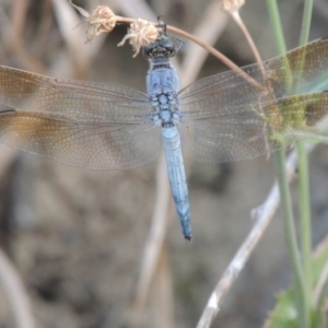 Orthetrum caledonicum at Paddys River, ACT - 12 Feb 2014