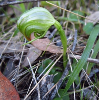 Pterostylis nutans (Nodding Greenhood) at Belconnen, ACT - 14 Aug 2016 by CathB