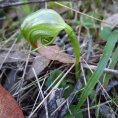 Pterostylis nutans (Nodding Greenhood) at Belconnen, ACT - 14 Aug 2016 by CathB