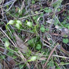 Pterostylis nutans at Belconnen, ACT - 15 Aug 2016