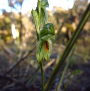 Bunochilus umbrinus (ACT) = Pterostylis umbrina (NSW) at suppressed - 15 Aug 2016