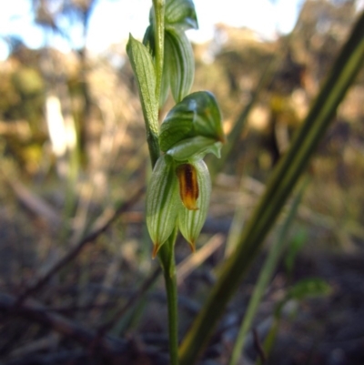 Bunochilus umbrinus (ACT) = Pterostylis umbrina (NSW) (Broad-sepaled Leafy Greenhood) at Aranda, ACT by CathB