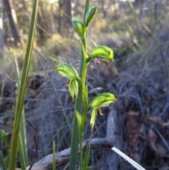 Bunochilus umbrinus (ACT) = Pterostylis umbrina (NSW) at suppressed - suppressed