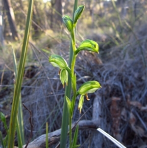 Bunochilus umbrinus (ACT) = Pterostylis umbrina (NSW) at suppressed - 15 Aug 2016