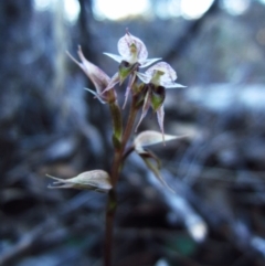 Acianthus collinus (Inland Mosquito Orchid) at Aranda Bushland - 14 Aug 2016 by CathB