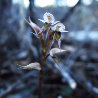 Acianthus collinus (Inland Mosquito Orchid) at Aranda, ACT - 15 Aug 2016 by CathB