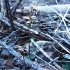 Acianthus collinus at Aranda, ACT - 15 Aug 2016