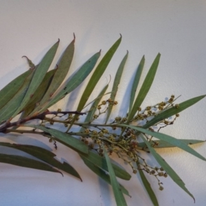 Acacia rubida at Kambah Pool - 16 Aug 2016 02:53 PM