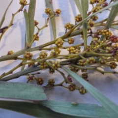 Acacia rubida at Kambah Pool - 16 Aug 2016 02:53 PM