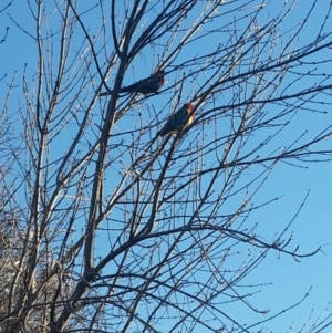 Platycercus eximius at Queanbeyan West, NSW - 16 Aug 2016 07:46 AM