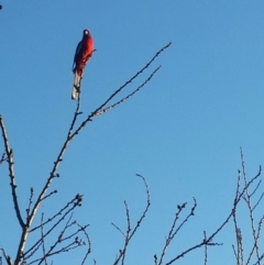 Platycercus elegans (Crimson Rosella) at Queanbeyan West, NSW - 16 Aug 2016 by Speedsta