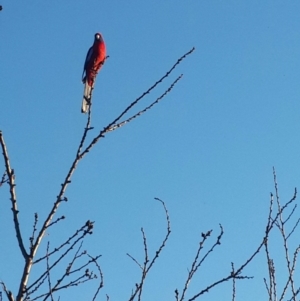 Platycercus elegans at Queanbeyan West, NSW - 16 Aug 2016 07:49 AM