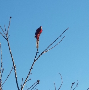 Platycercus elegans at Queanbeyan West, NSW - 16 Aug 2016 07:49 AM