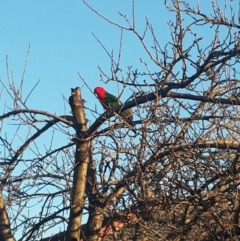 Alisterus scapularis (Australian King-Parrot) at QPRC LGA - 15 Aug 2016 by Speedsta