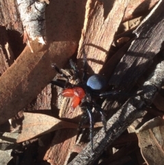 Missulena occatoria (Red-headed Mouse Spider) at Black Mountain - 8 Aug 2016 by JoshMulvaney