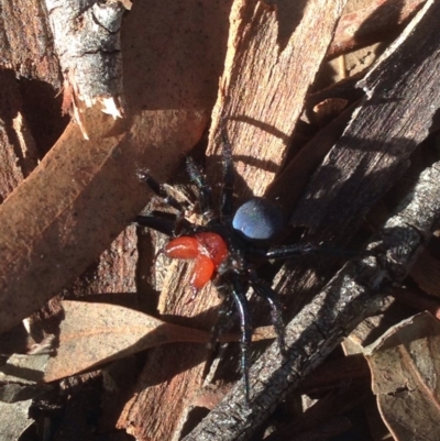 Missulena occatoria (Red-headed Mouse Spider) at Black Mountain - 8 Aug 2016 by JoshMulvaney