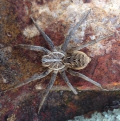 Tasmanicosa godeffroyi (Garden Wolf Spider) at Jerrabomberra Grassland - 16 Aug 2016 by JoshMulvaney