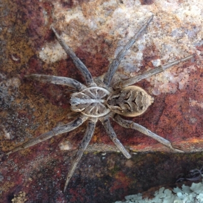 Tasmanicosa godeffroyi (Garden Wolf Spider) at Jerrabomberra Grassland - 16 Aug 2016 by JoshMulvaney