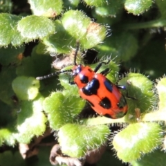 Phyllocharis cyanicornis (Nine-spotted leaf-beetle) at Conder, ACT - 30 Aug 2014 by MichaelBedingfield